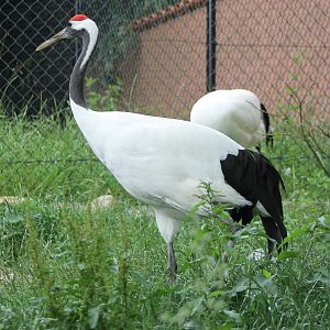 Red-crowned cranes