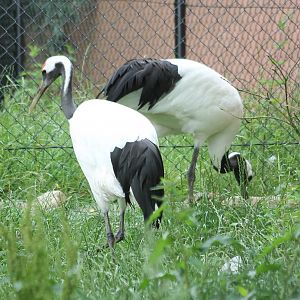 Red-crowned cranes