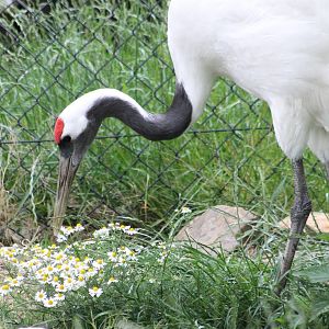 Red-crowned crane