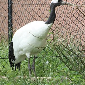 Red-crowned crane
