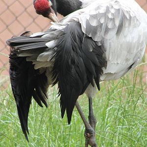 Black-necked crane