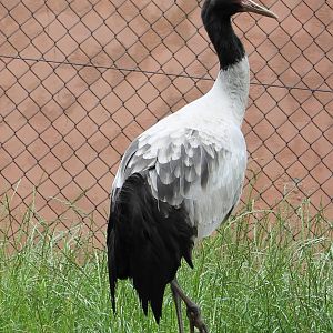 Black-necked crane
