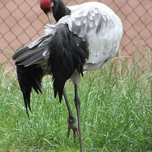 Black-necked crane