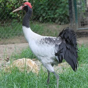 Black-necked crane