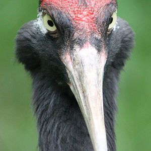 Black-necked crane