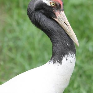 Black-necked crane