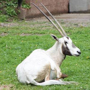 Arabian oryx