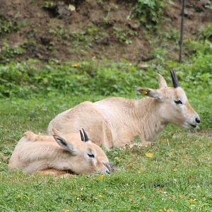 Arabian oryx young