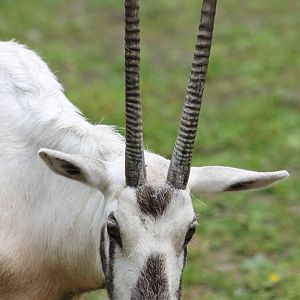 Arabian oryx
