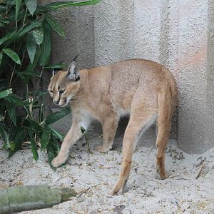 Caracal