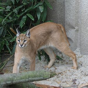 Caracal