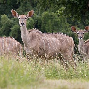 Greater kudu : Whipsnade : 29 Jun 2014