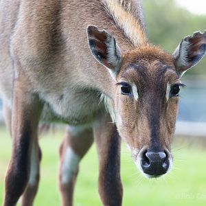Nilgai : Whipsnade : 24 May 2014