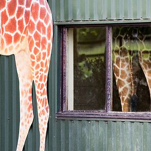 Giraffe house : Whipsnade : 07 Jun 2014