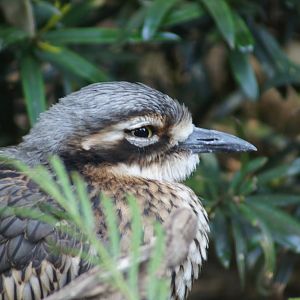 Bush Stone Curlew