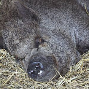 Pepper/Peppa 30th June 2014