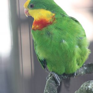 Now that is what I call a superb parrot, 30th June 2014