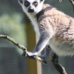 Ring-tailed Lemur, 30th June 2014