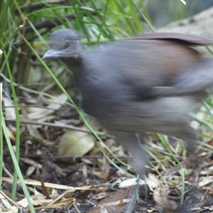 Superb Lyrebird