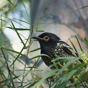 Regent Honeyeater