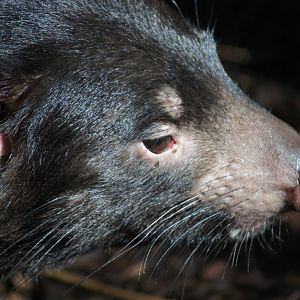 Tasmanian Devil