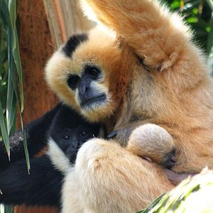 White-cheeked Gibbons