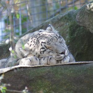 Snow Leopard