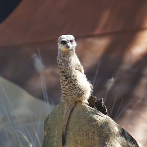 Meerkat