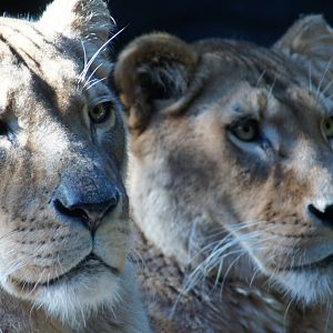 Kuchani (front) and Asali (back)