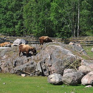 New mixed exhibit - Takin and Pere Davids Deer