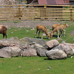 New mixed exhibit - Takin and Pere Davids Deer