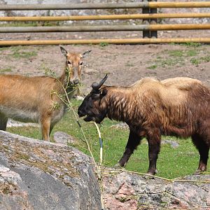 New mixed exhibit - Takin and Pere Davids Deer