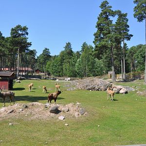 New mixed exhibit - Takin and Pere Davids deer