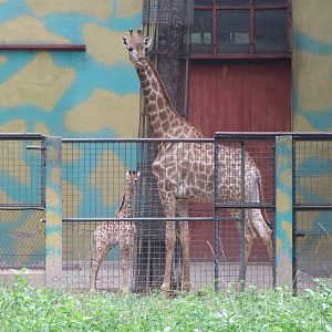 Second South African giraffe calf born in this year