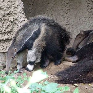 Giant anteater baby