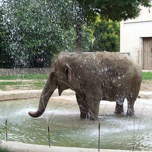 Elephant shower