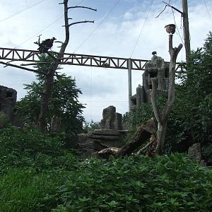 Eagle and vulture exhibit