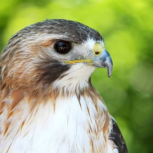 Red-Tailed Hawk