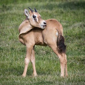 Gemsbok calf : Whipsnade : 04 Jul 2014