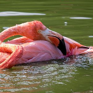 American flamingo : Whipsnade : 04 Jul 2014