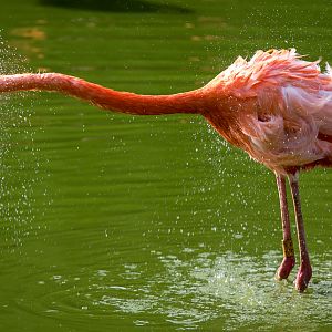 American flamingo : Whipsnade : 04 Jul 2014