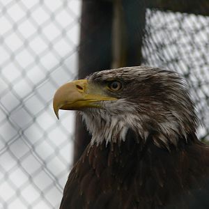 American Bald Eagle at Knowsley, 28/06/14