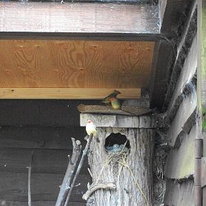 Diamond Dove nest, 4th July 2014