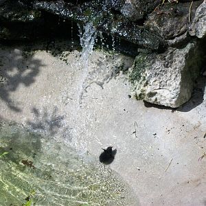 Moorhen chick climbing out of Penguin Pool, 5th July 2014