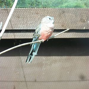 Recently arrived Bourke's Parakeet, 5th July 2014