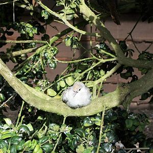 Young Diamond Dove, 5th July 2014