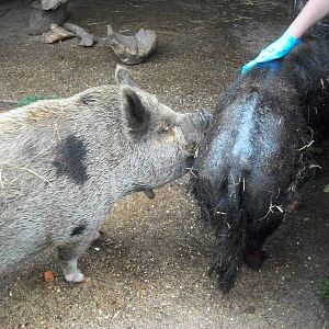 KeeperKatie oiling Blackie with help from Pepper/Peppa, 6th July 2014