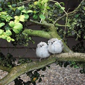 Both young Diamond Doves have emerged from the nest, 6th July 2014