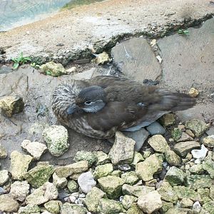 Duckling update, 6th July 2014