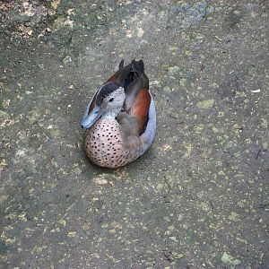 A Ringed Teal occupies the path in the walk-through aviary, 6th July 2014
